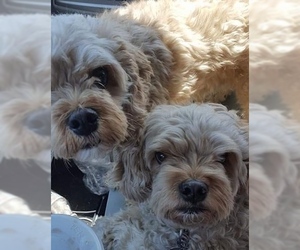 Cavapoo Dogs for adoption in San Francisco, CA, USA