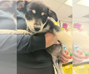 German Shepherd Dog-Unknown Mix Dogs for adoption in Stockton, CA, USA