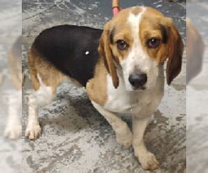 Beagle Dogs for adoption in Minneapolis, MN, USA