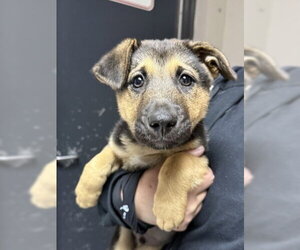 German Shepherd Dog Dogs for adoption in Redlands, CA, USA