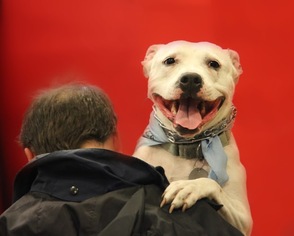American Pit Bull Terrier-Unknown Mix Dogs for adoption in Silver Spring, MD, USA