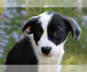 Collie-Unknown Mix Dogs for adoption in Mankato, MN, USA