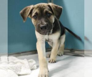 German Shepherd Dog-Unknown Mix Dogs for adoption in San Antonio, TX, USA