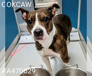 Mutt Dogs for adoption in Oklahoma City, OK, USA