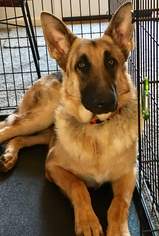 German Shepherd Dog Dogs for adoption in Thomasville, NC, USA