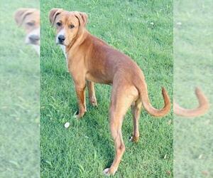 American Foxhound-Unknown Mix Dogs for adoption in Texas City, TX, USA