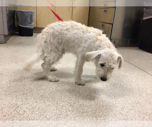 Mutt Dogs for adoption in Riverside, CA, USA