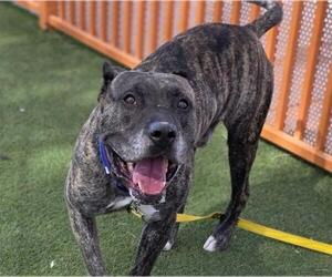 Mastiff-Unknown Mix Dogs for adoption in Las Vegas, NV, USA
