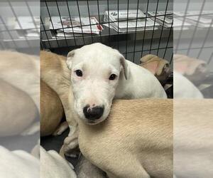 American Pit Bull Terrier-Labrador Retriever Mix Dogs for adoption in Stockton, CA, USA
