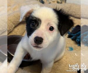 Spaniel-Unknown Mix Dogs for adoption in Washington, DC, USA