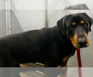 Rottweiler Dogs for adoption in HESPERIA, CA, USA