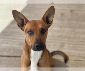 Carolina Dog-German Shepherd Dog Mix Dogs for adoption in Tulsa, OK, USA