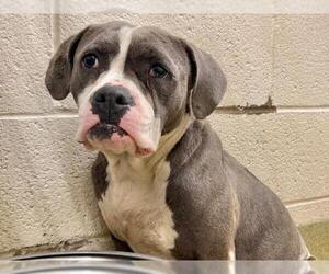 American Pit Bull Terrier-Unknown Mix Dogs for adoption in Moreno Valley, CA, USA