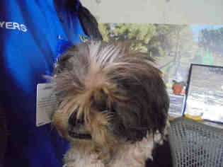 Shih Tzu Dogs for adoption in Beverly Hills, CA, USA