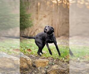 Borador Dogs for adoption in Belleville, IL, USA