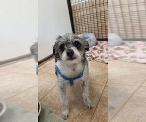 Mutt Dogs for adoption in Osgood, IN, USA