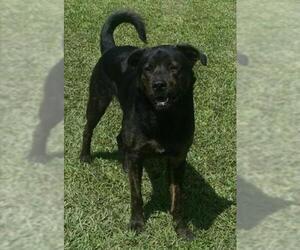 Medium Photo #1 Rottweiler-Unknown Mix Puppy For Sale in Pembroke, GA, USA