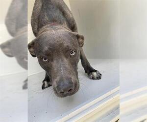 Unknown-Weimaraner Mix Dogs for adoption in Houston, TX, USA