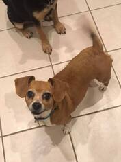 Chiweenie Dogs for adoption in Wylie, TX, USA