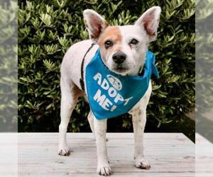 Jack Russell Terrier Dogs for adoption in Pacific Grove, CA, USA