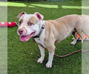 Mutt Dogs for adoption in Las Vegas, NV, USA