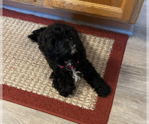 Cavalier King Charles Spaniel Dogs for adoption in Brooklyn Center, MN, USA