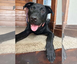 Labrador Retriever-Unknown Mix Dogs for adoption in Germantown, OH, USA