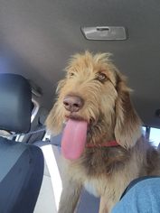 bloodhound and poodle mix