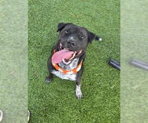 Mutt Dogs for adoption in Downey, CA, USA
