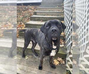Boxer-Bull Terrier Mix Dogs for adoption in Louisville, KY, USA