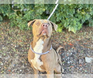 American Bulldog-Unknown Mix Dogs for adoption in Tavares, FL, USA