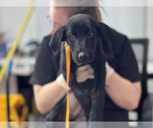 Labrador Retriever-Unknown Mix Dogs for adoption in Raleigh, NC, USA