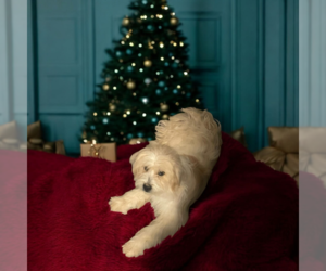 Mutt Dogs for adoption in Vail, AZ, USA