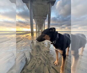 German Shepherd Dog-Unknown Mix Dogs for adoption in San Diego, CA, USA