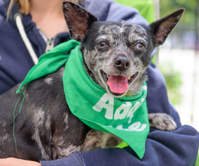 Chiweenie Dogs for adoption in Marina Del Rey, CA, USA