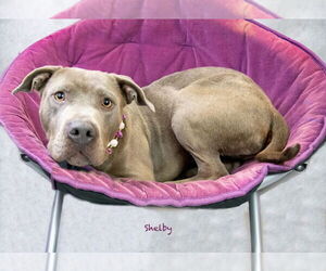 Staffordshire Bull Terrier Dogs for adoption in Hot Springs Village, AR, USA