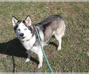 Siberian Husky Dogs for adoption in Green Cove Springs, FL, USA