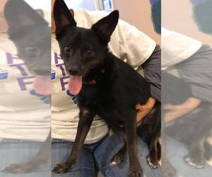 Schipperke Dogs for adoption in Flora, IL, USA
