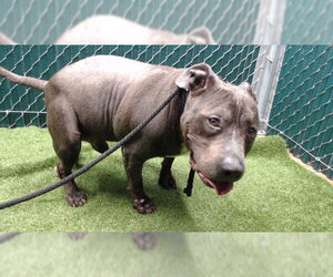 Mutt Dogs for adoption in Downey, CA, USA