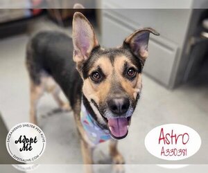 German Shepherd Dog Dogs for adoption in Stockton, CA, USA