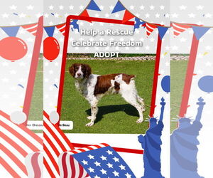 Brittany Dogs for adoption in Curwensville, PA, USA