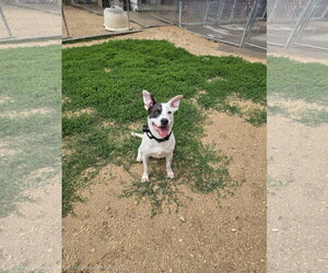 Mutt Dogs for adoption in Maquoketa, IA, USA