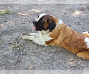 Saint Bernard Dogs for adoption in Camby, IN, USA