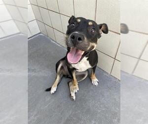 American Pit Bull Terrier-Unknown Mix Dogs for adoption in Corpus Christi, TX, USA