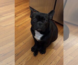 French Bulldog Dogs for adoption in St. Louis Park, MN, USA