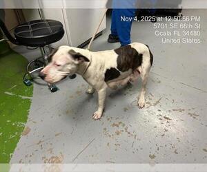 American Pit Bull Terrier-Unknown Mix Dogs for adoption in Ocala, FL, USA
