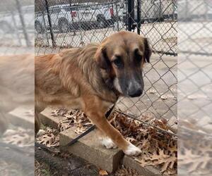 Anatolian Shepherd-Unknown Mix Dogs for adoption in Tulsa, OK, USA
