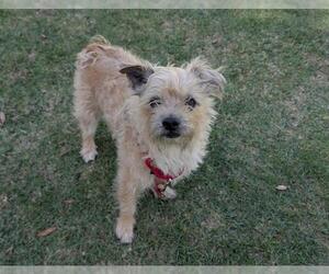 Border Terrier Dogs for adoption in San Clemente, CA, USA