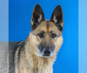 German Shepherd Dog Dogs for adoption in Pasadena, CA, USA