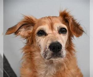 Chiweenie Dogs for adoption in Fort Collins, CO, USA